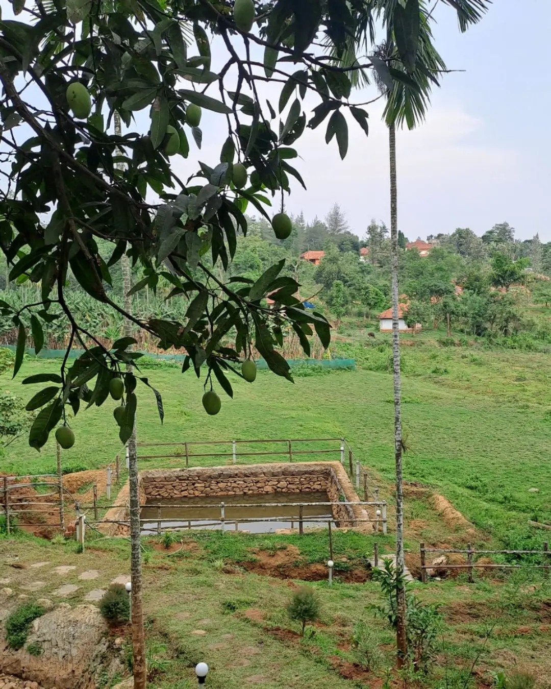 Landscape with Pond and Mango Tree